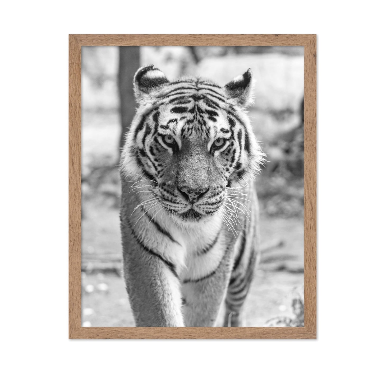 Tiger Portrait