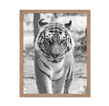 Tiger Portrait