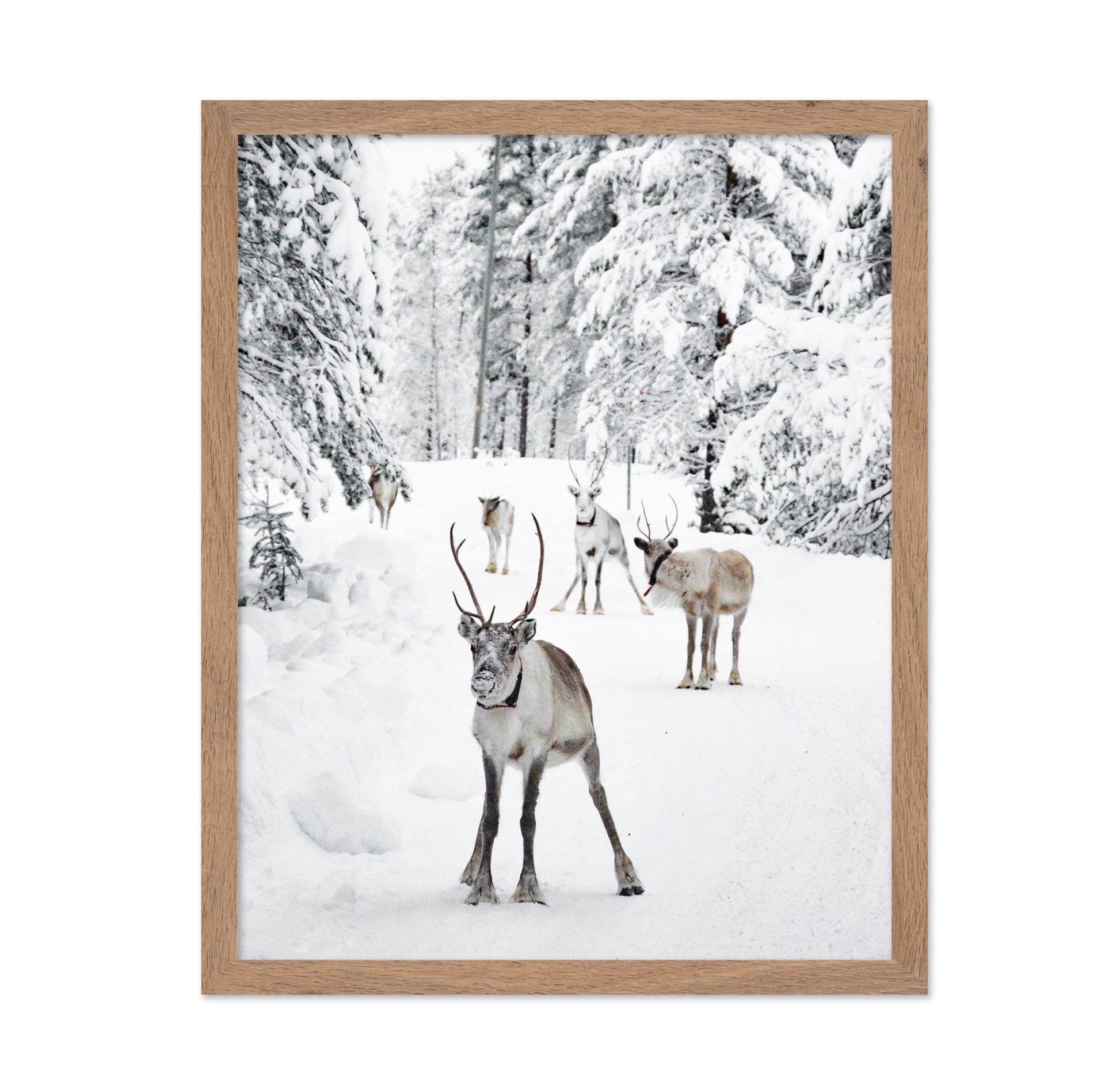 Reindeers in the Snow