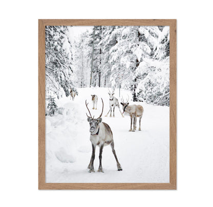 Reindeers in the Snow