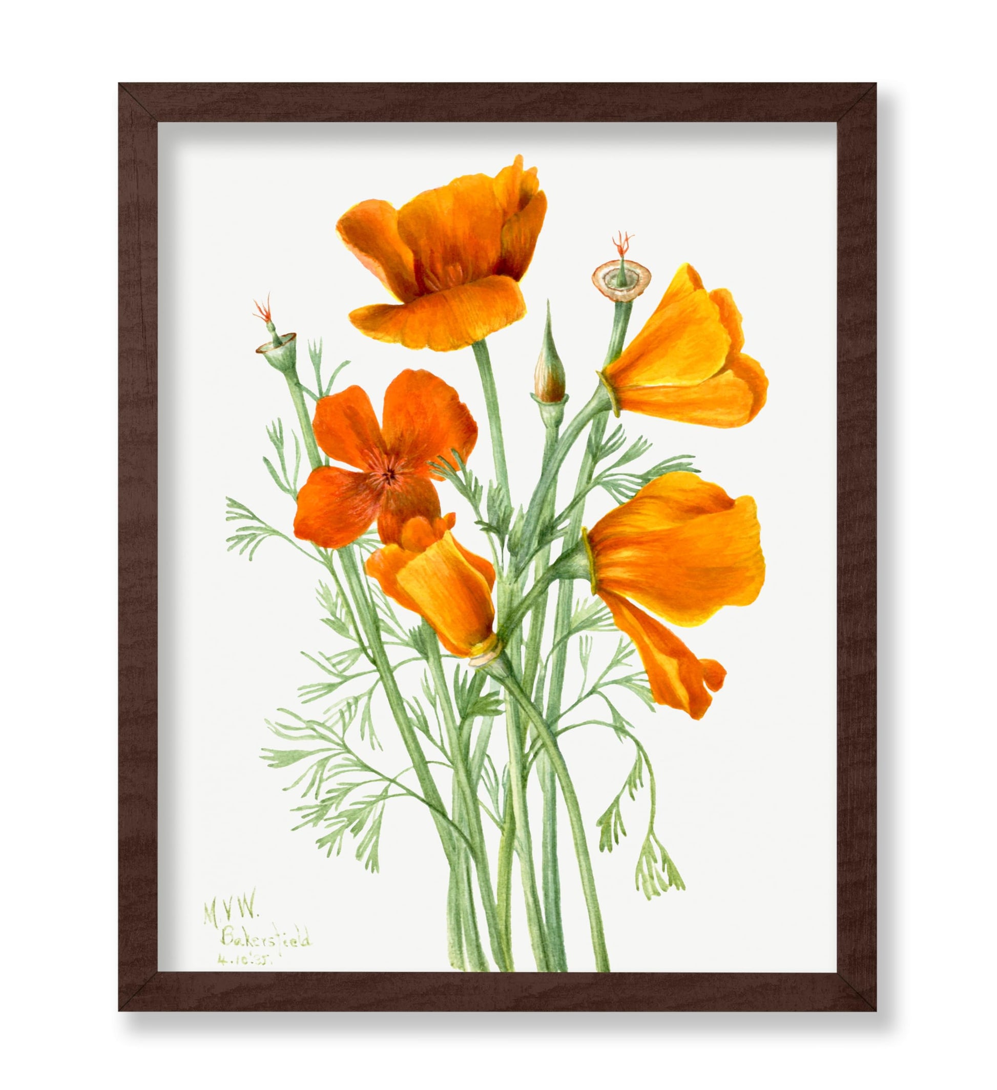 California Poppy