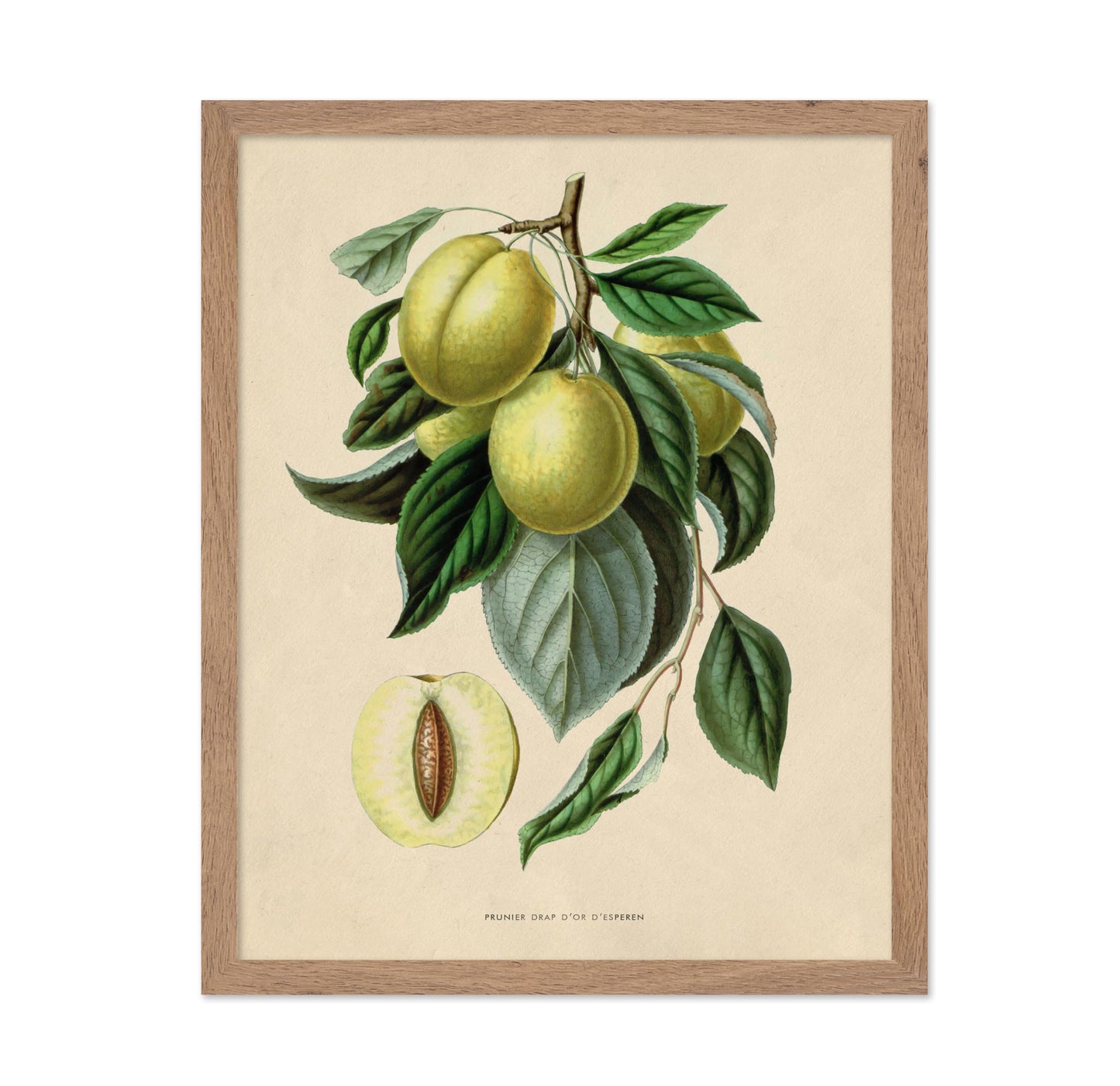 Flowers of the Greenhouses - Golden Esperen Plum