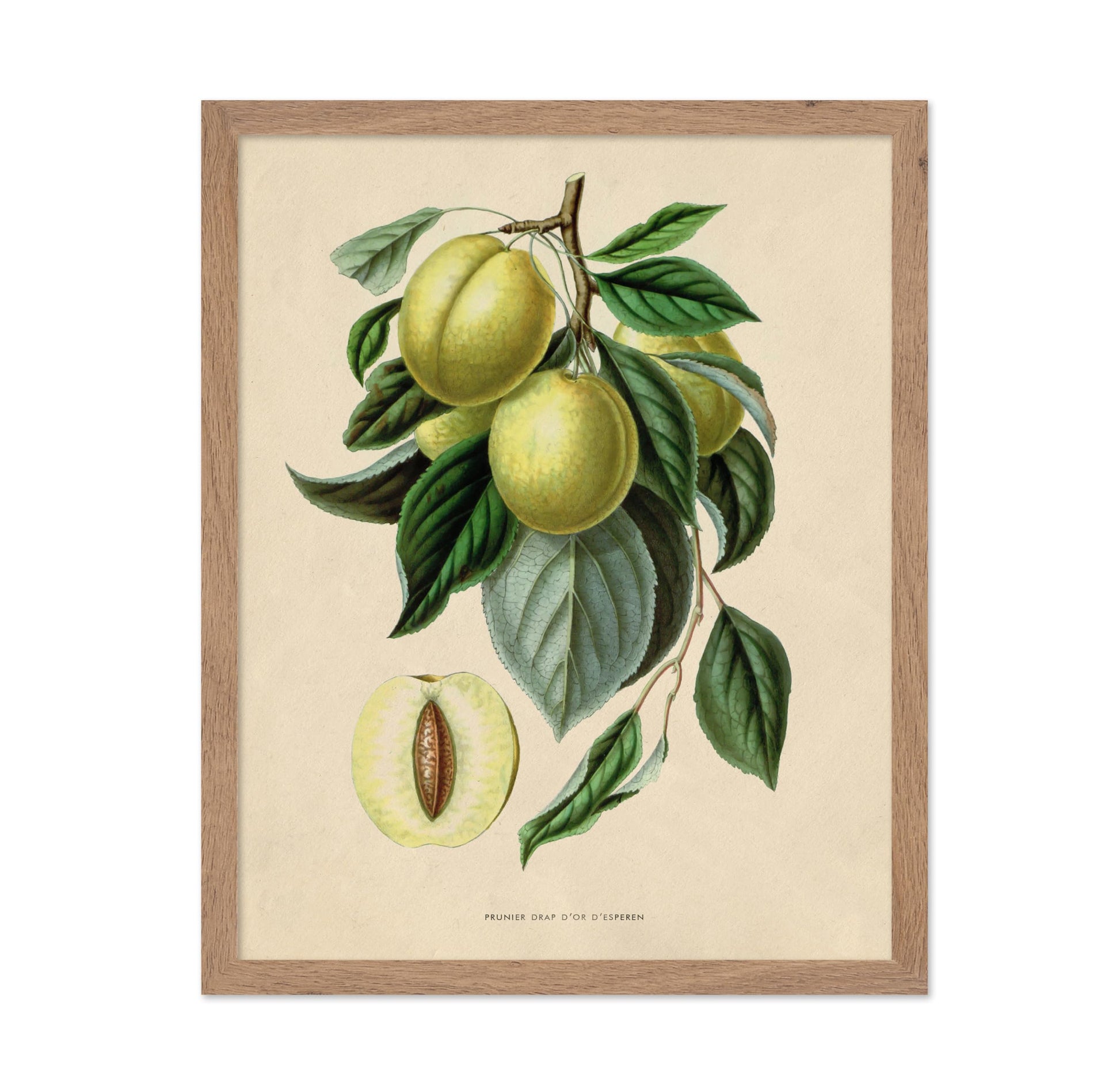 Flowers of the Greenhouses - Golden Esperen Plum