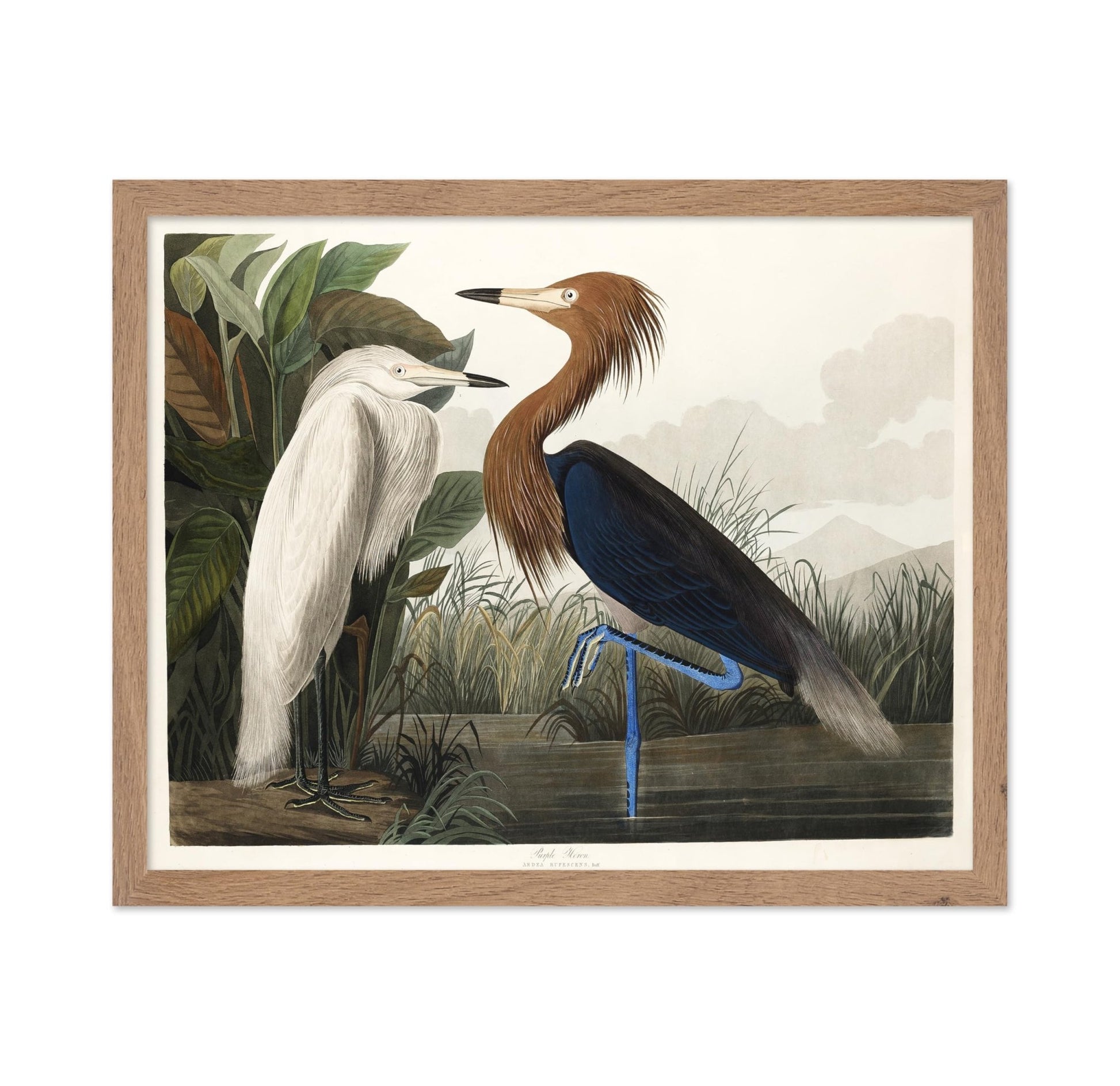 John James Audubon - Purple Heron