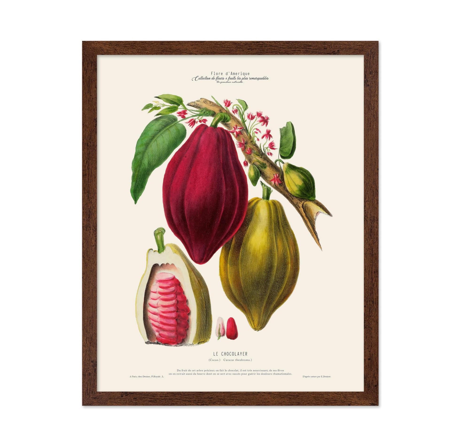 Cocoa Bean No1