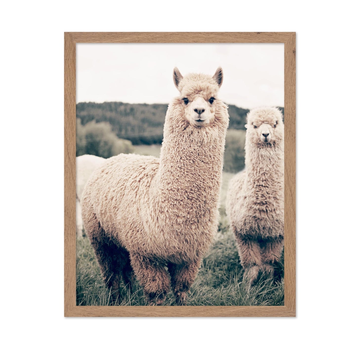 Alpaca