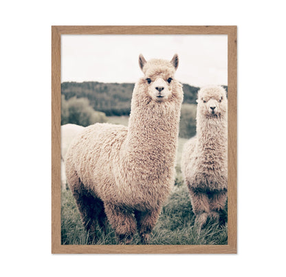 Alpaca