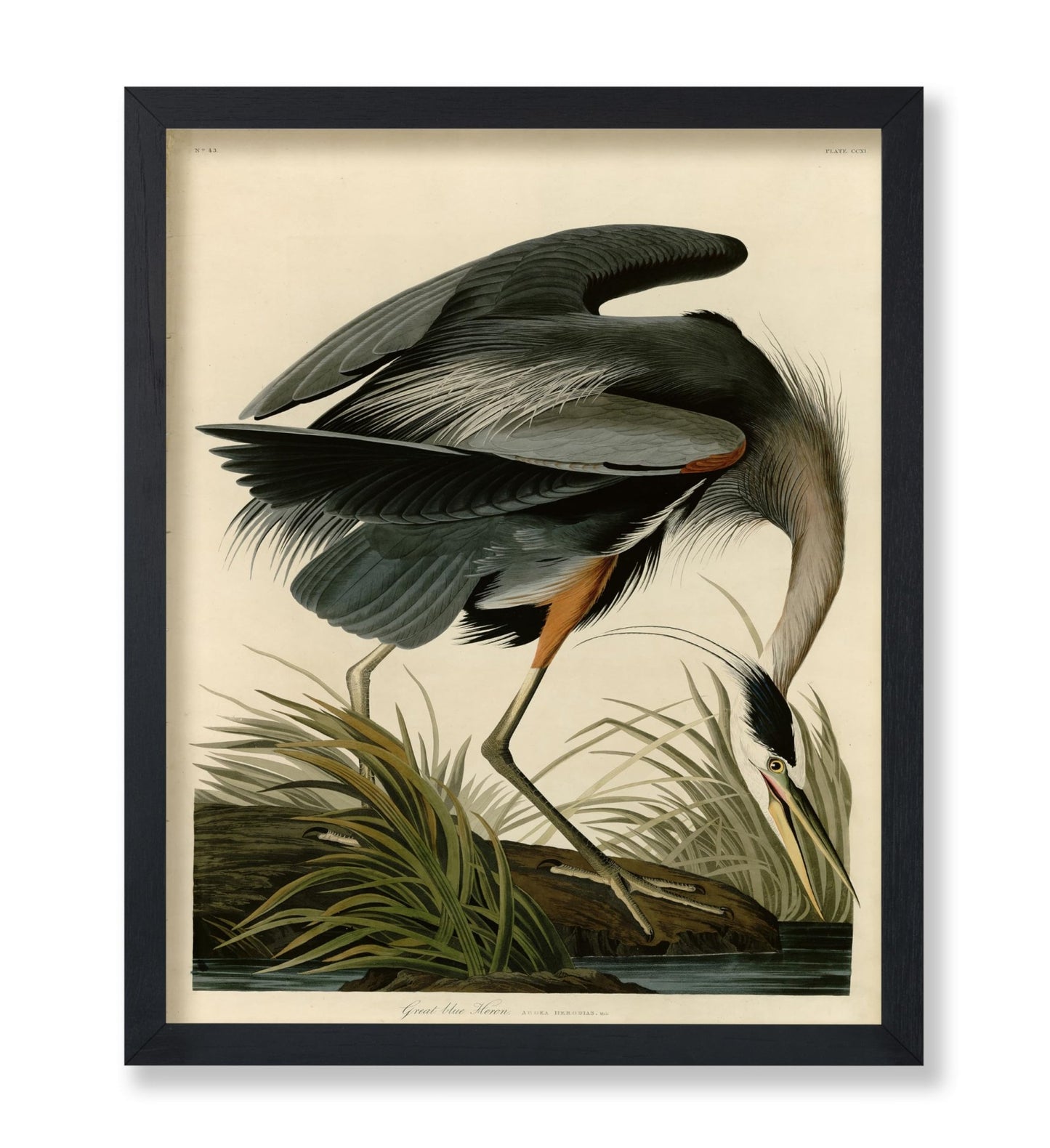 John James Audubon - Great Blue Heron