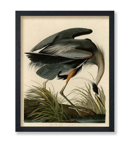 John James Audubon - Great Blue Heron