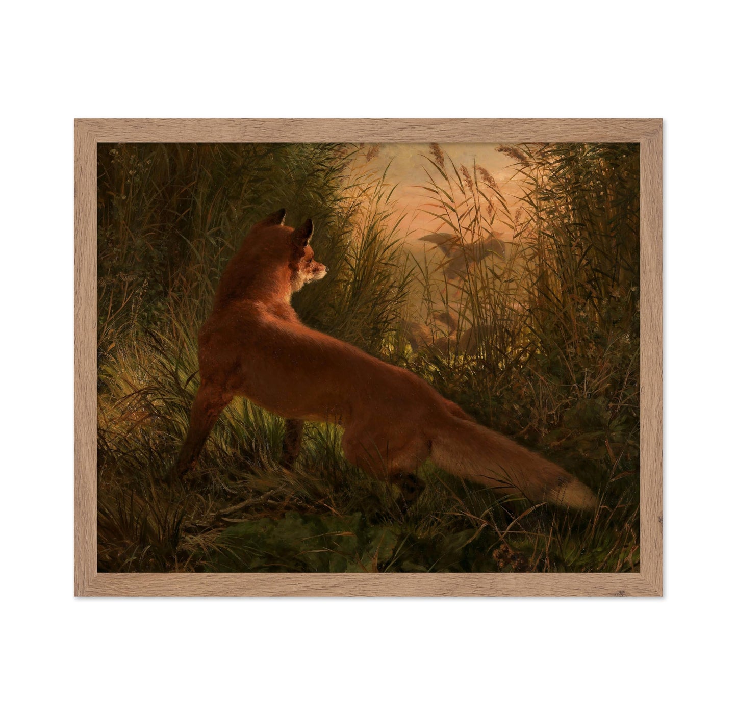 A Fox
