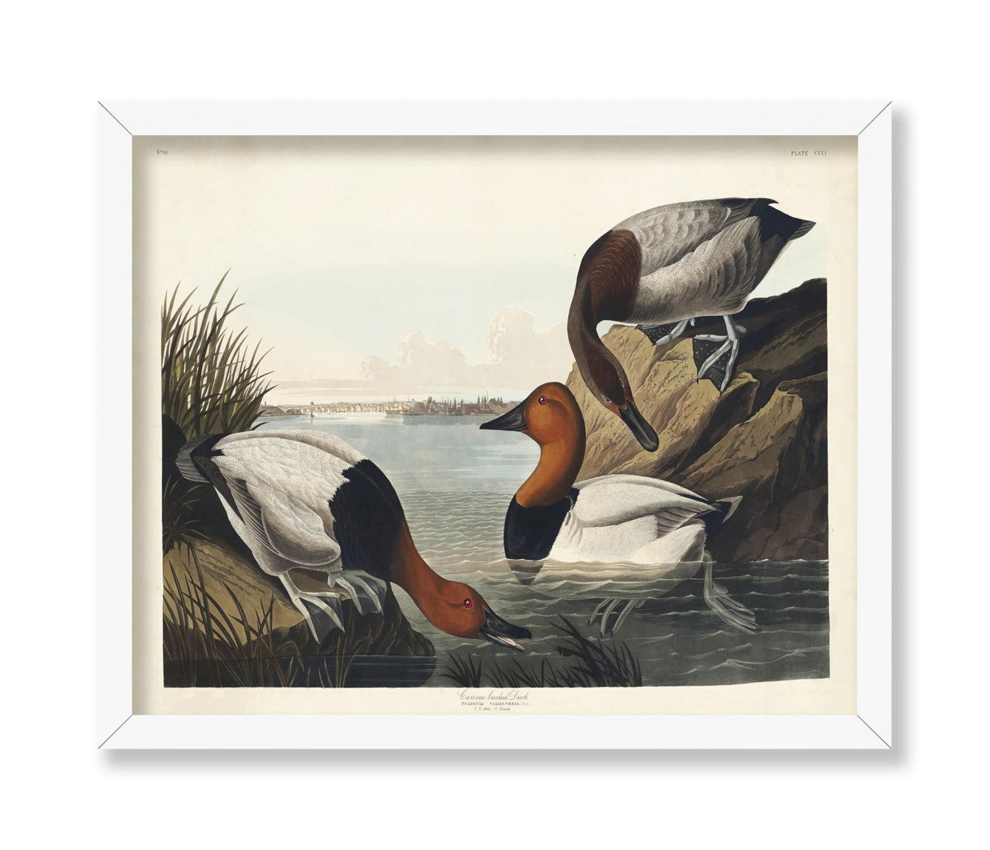 John James Audubon - Canvas backed Duck