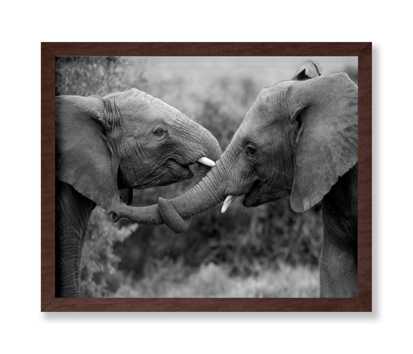 Caring Elephants
