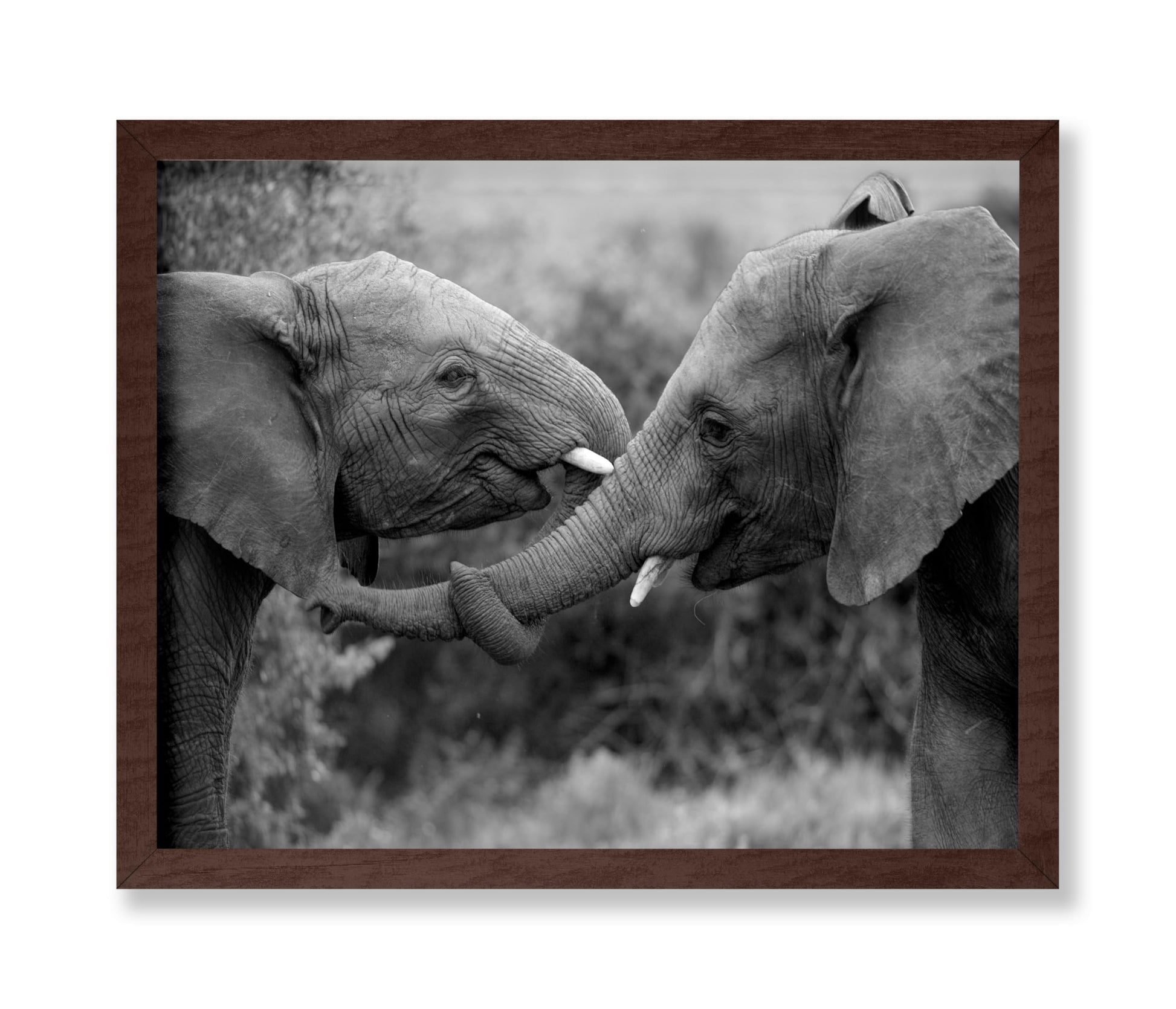 Caring Elephants