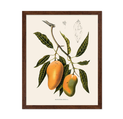Mangifera Indica