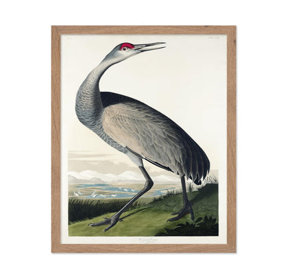 John James Audubon - Whooping Crane No1