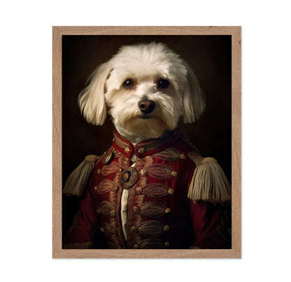 Aristocratic Havanese
