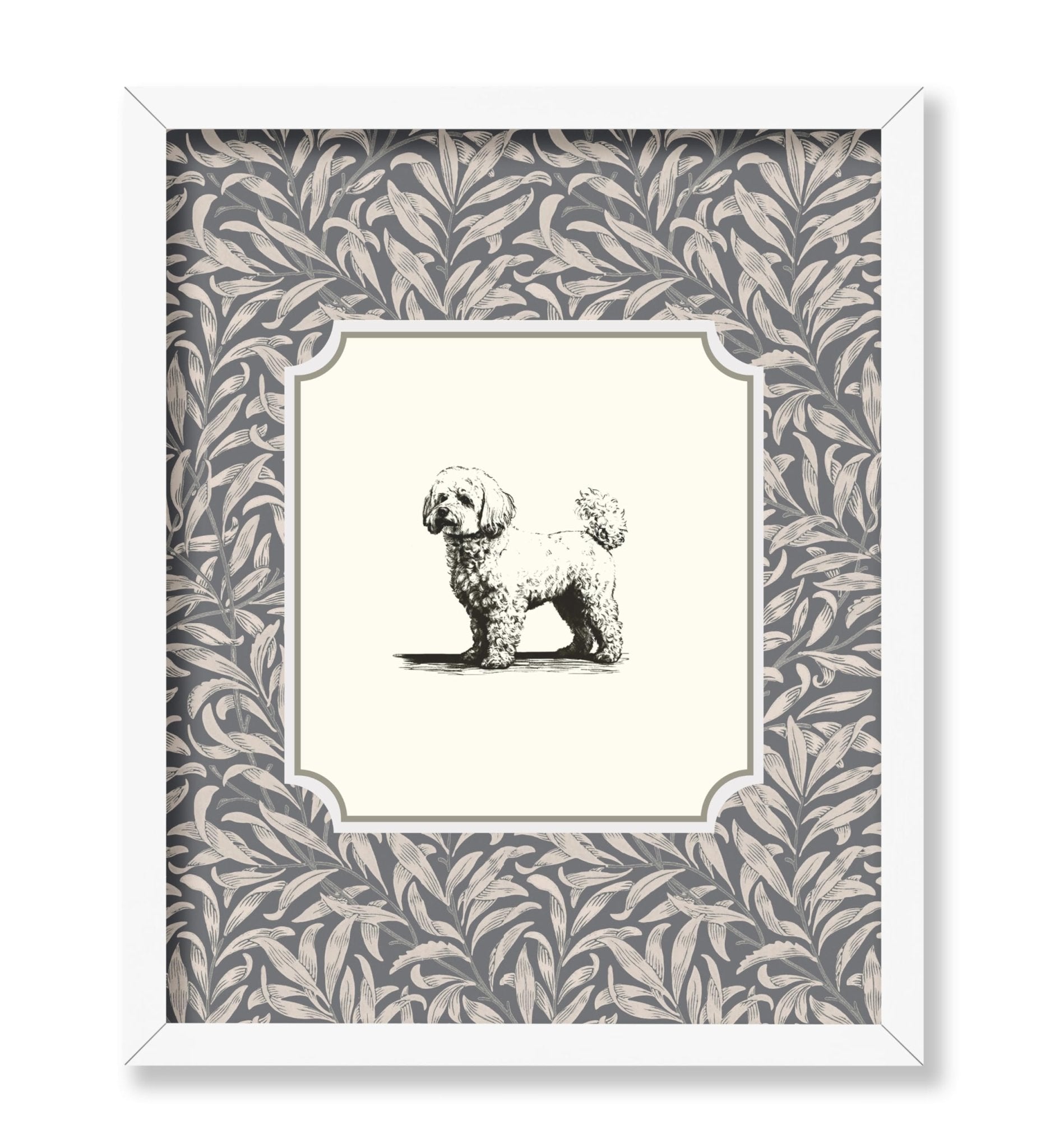 Bichon Frise