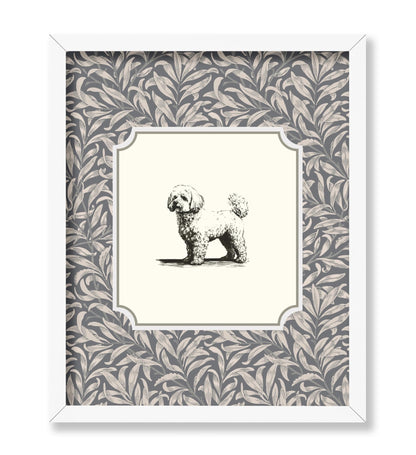 Bichon Frise
