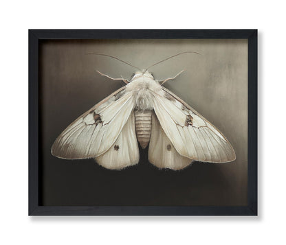 Moth