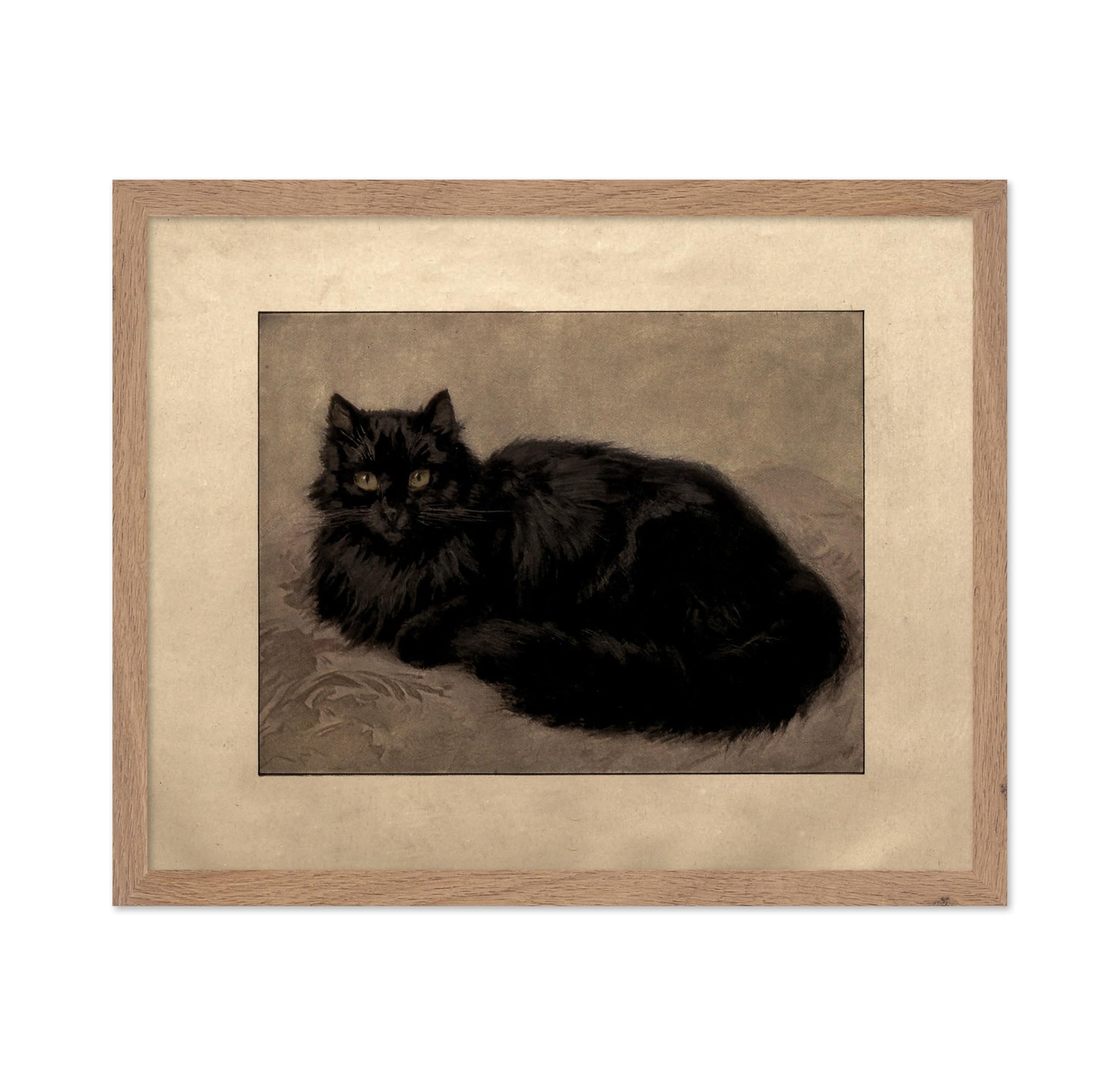 Black Persian Cat