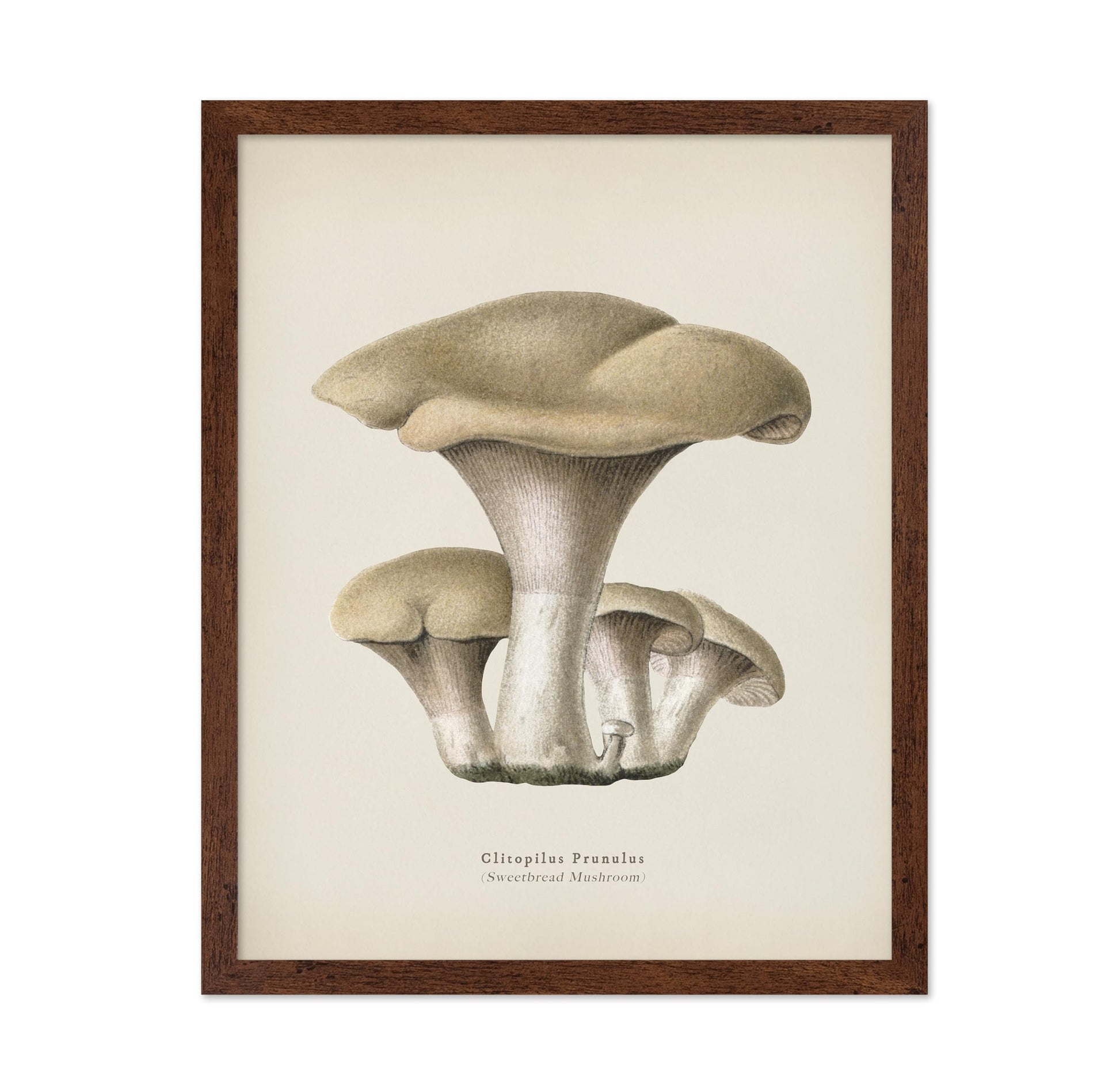 Sweetbread Mushroom