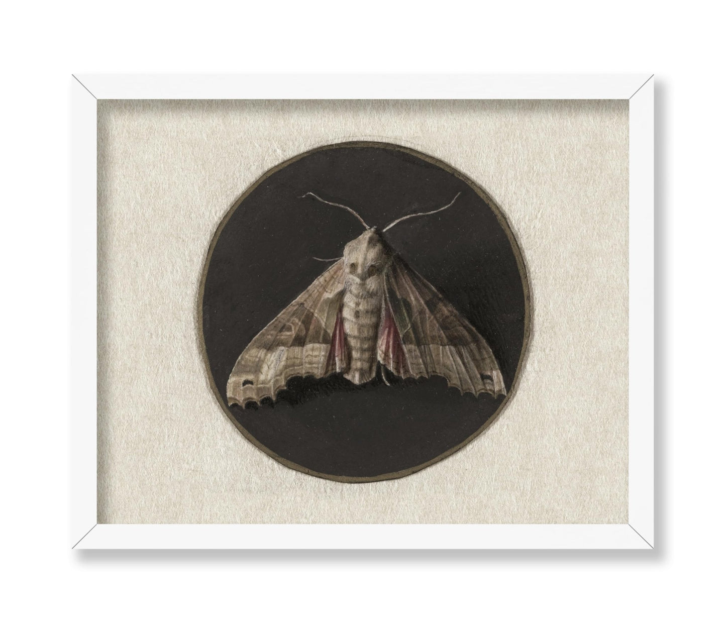 Jan Augustin van der Goes - Owlet Moth