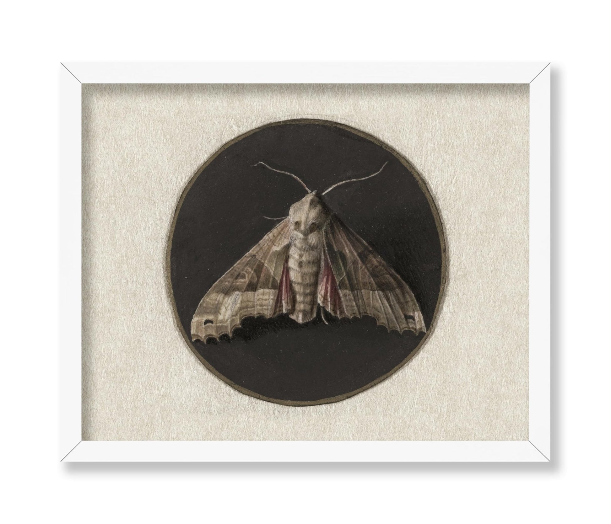 Jan Augustin van der Goes - Owlet Moth