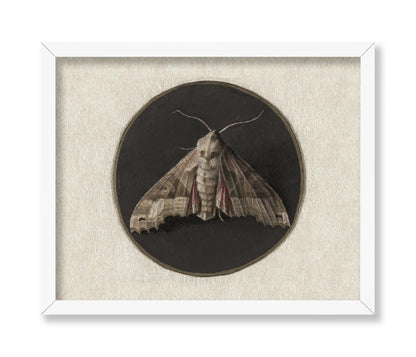 Jan Augustin van der Goes - Owlet Moth