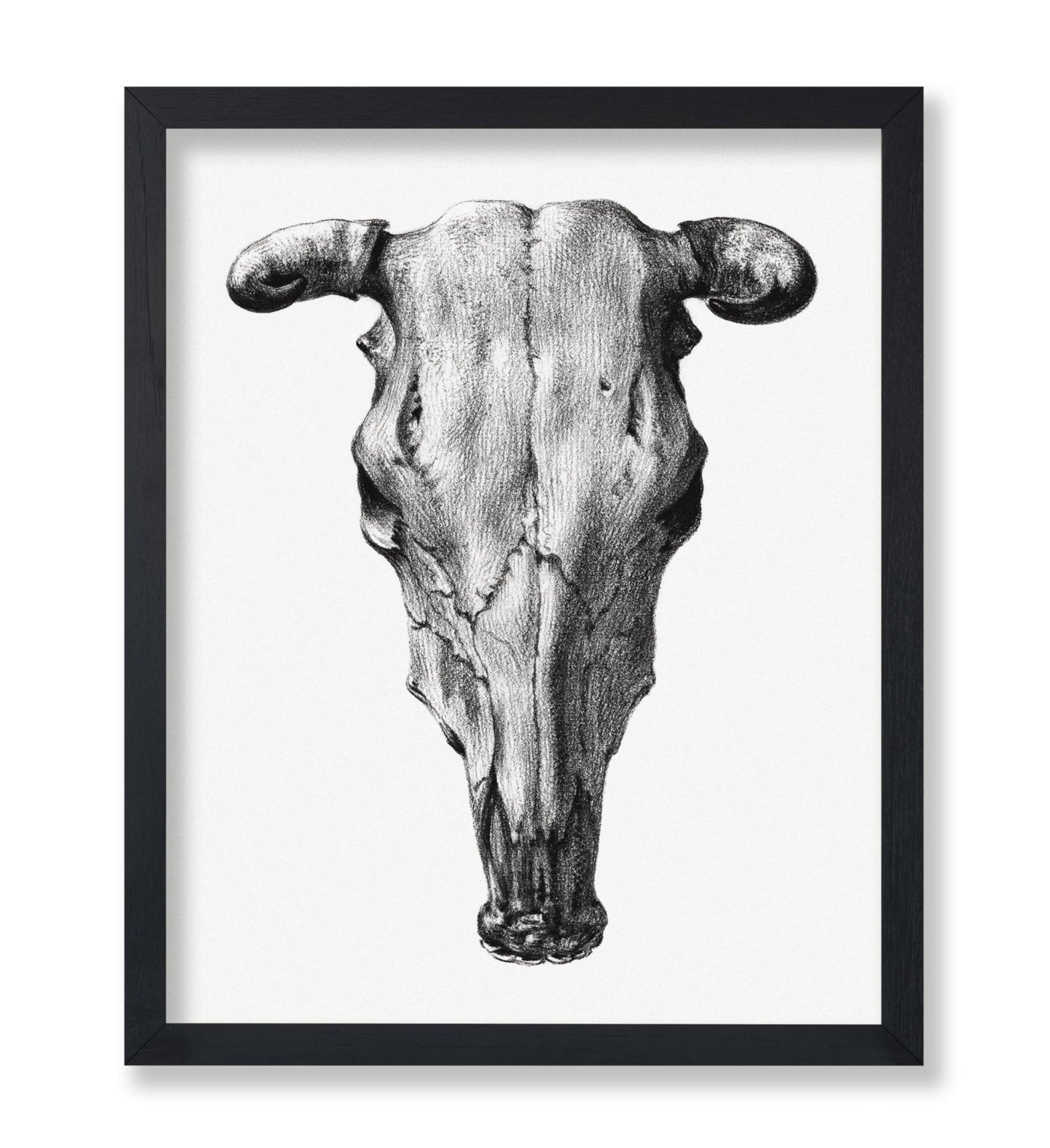 Cow Skull Portrait