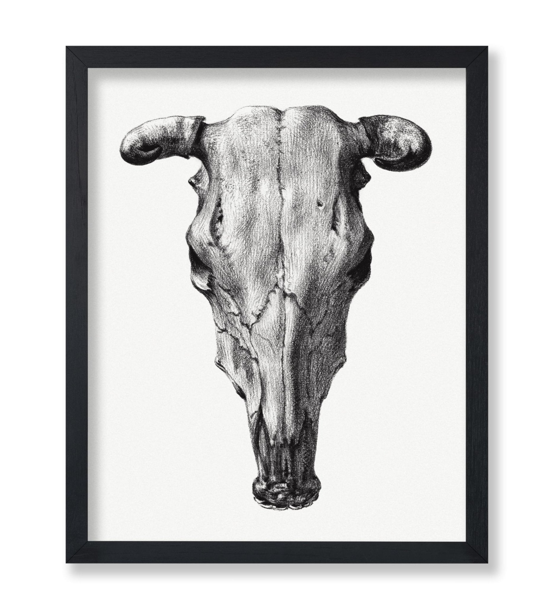 Cow Skull Portrait
