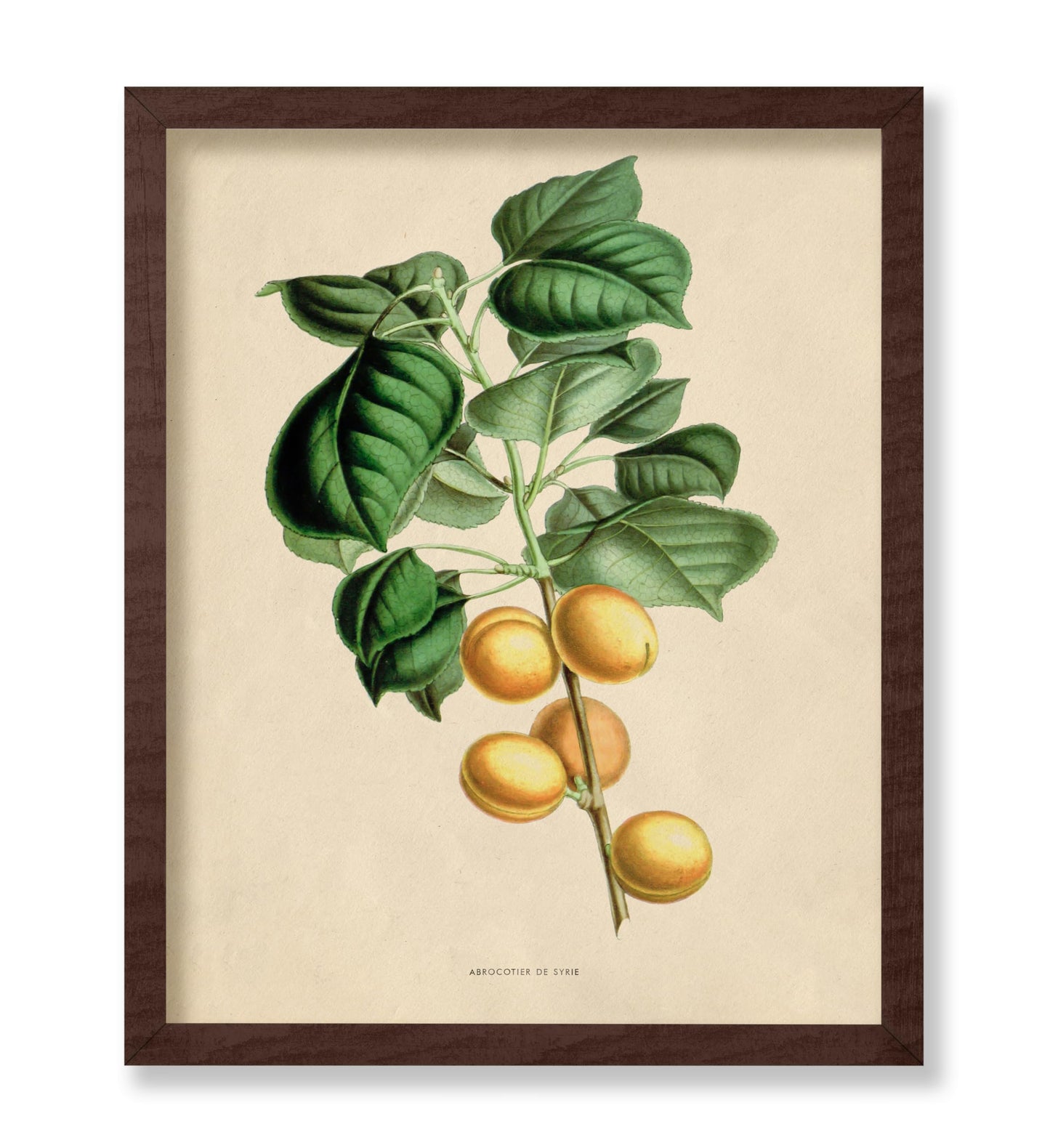 Flowers of the Greenhouses - Apricot Fruit