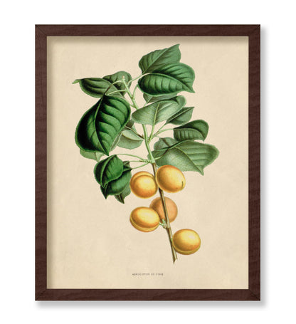 Flowers of the Greenhouses - Apricot Fruit