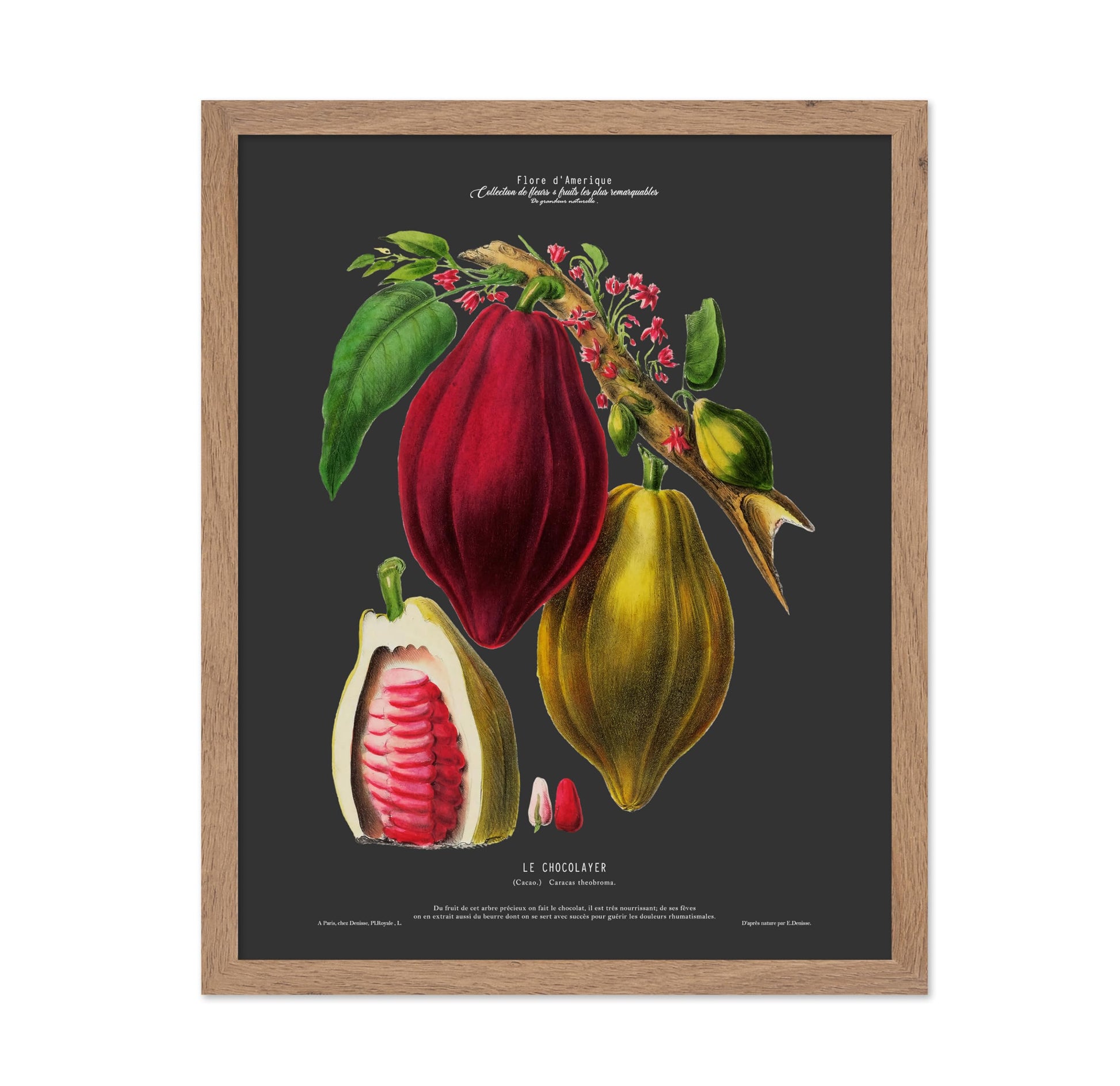 Cocoa Bean No2