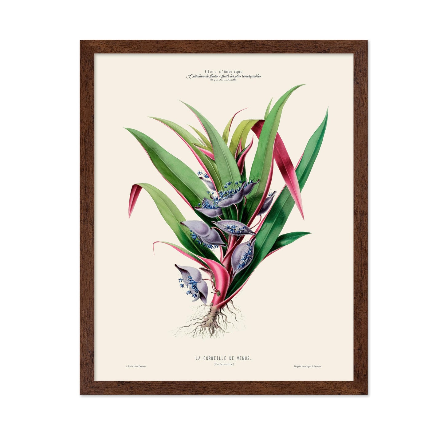 Spiderwort Plant