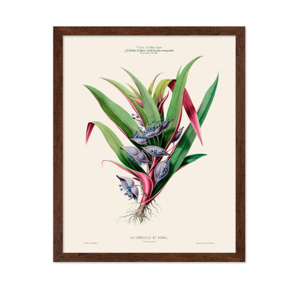 Spiderwort Plant