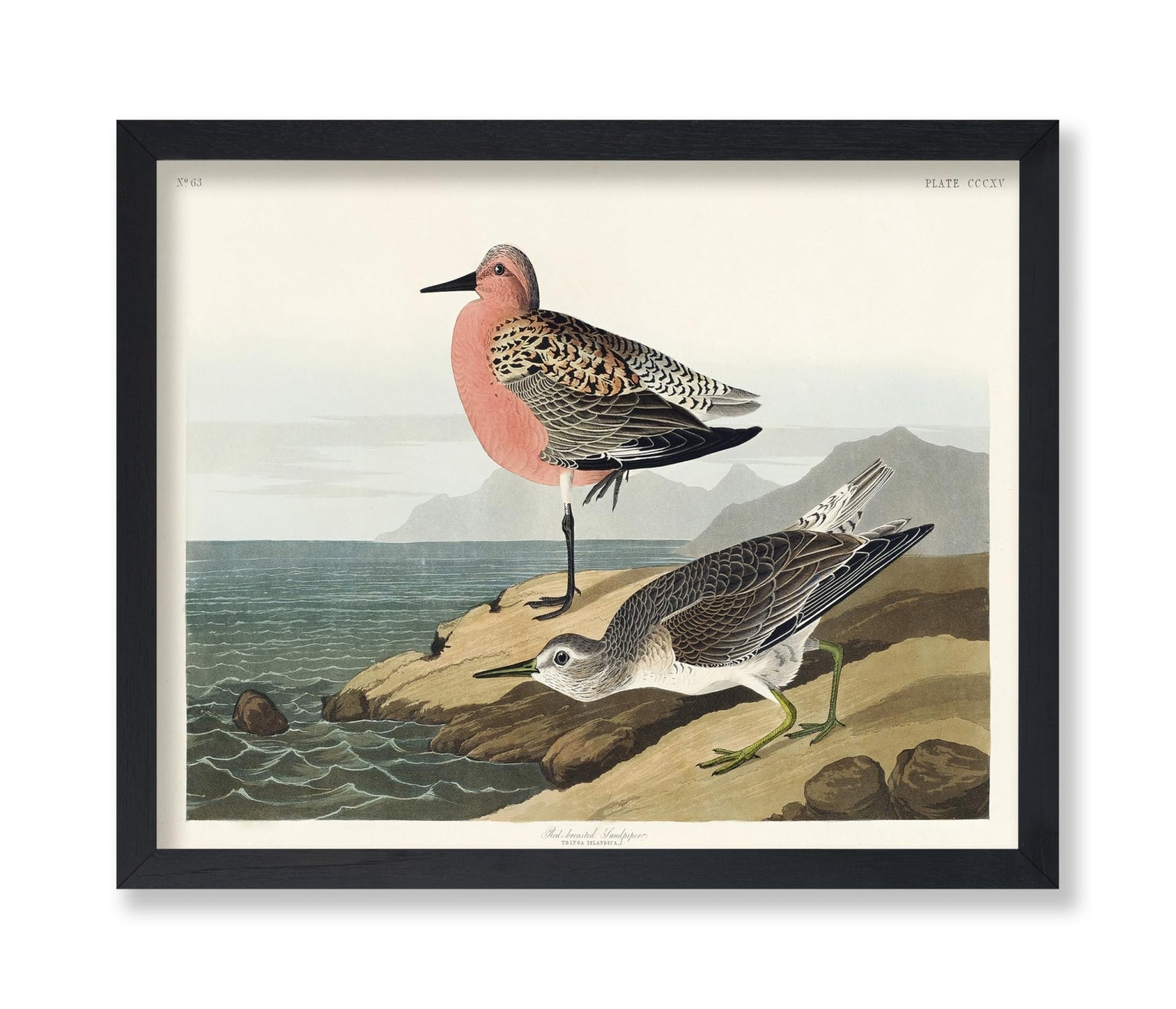 John James Audubon - Red Breasted Sandpiper