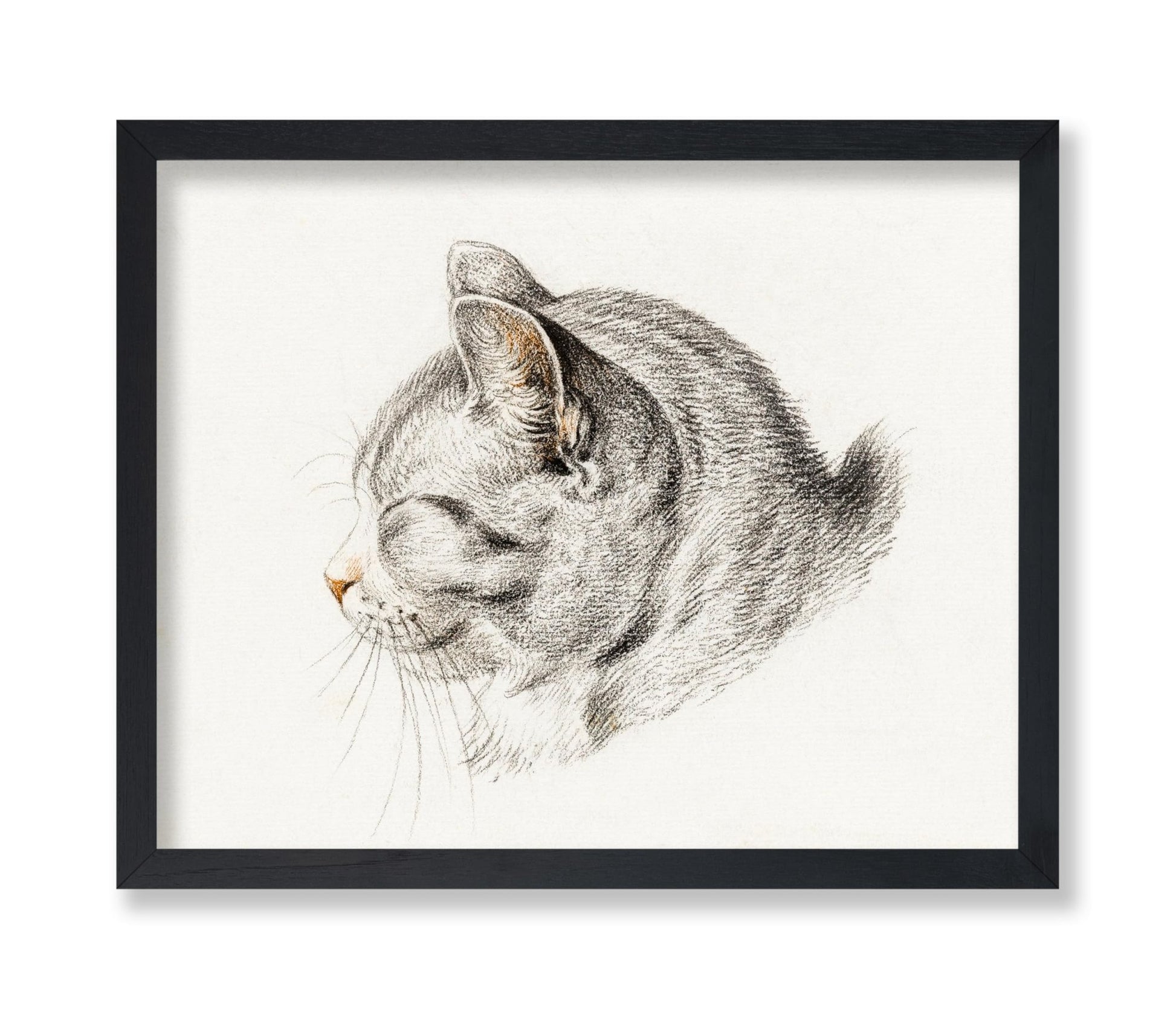 Sketch of A Cat