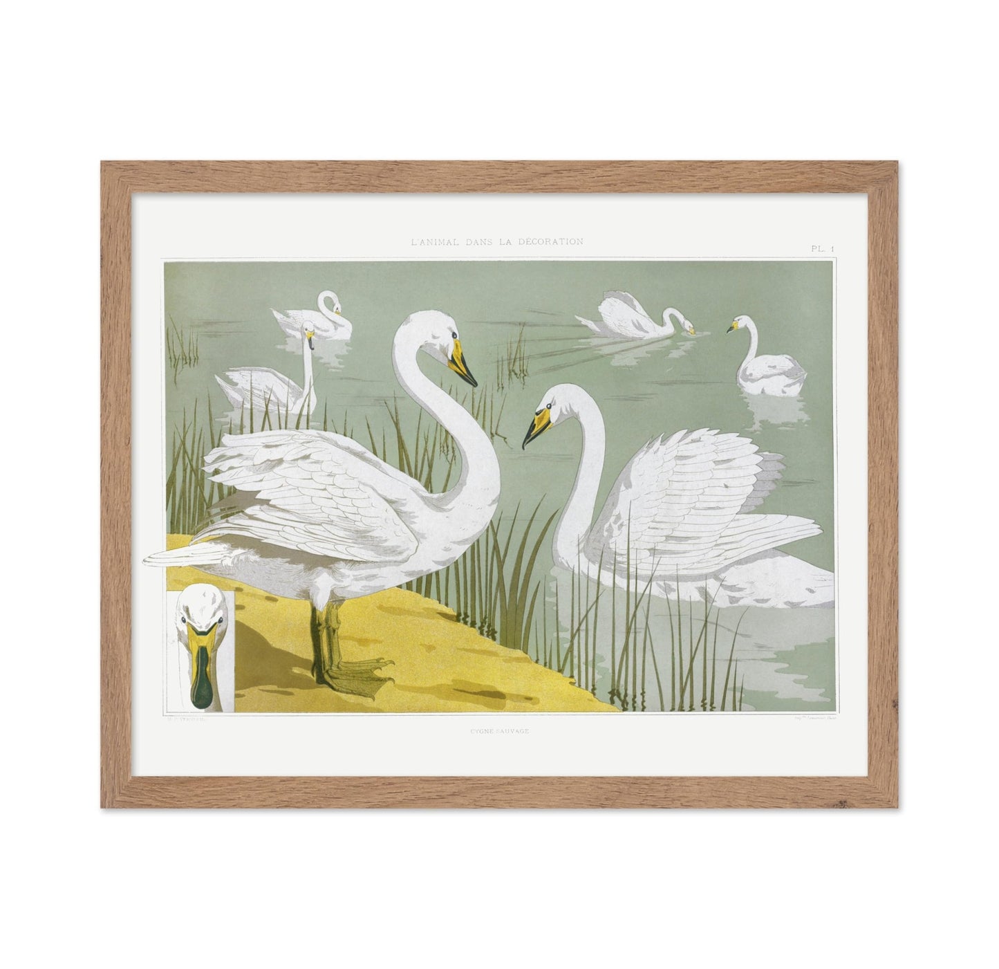 White Wild Swans