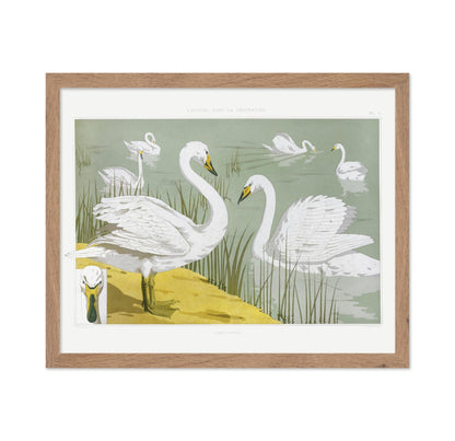 White Wild Swans