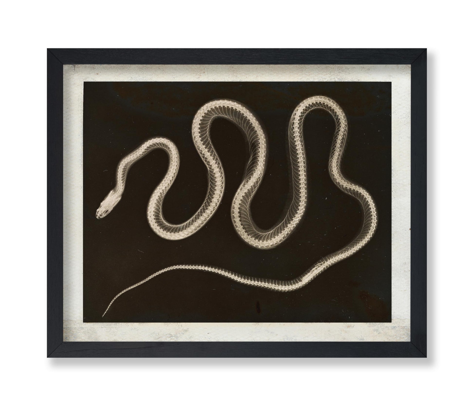 Snake X-ray