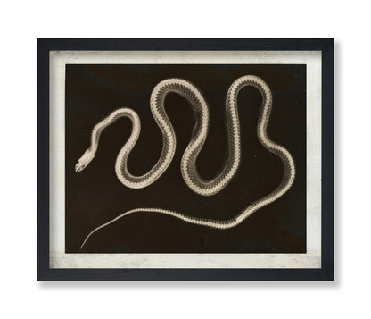 Snake X-ray