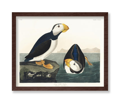 John James Audubon - Large Billed Puffin