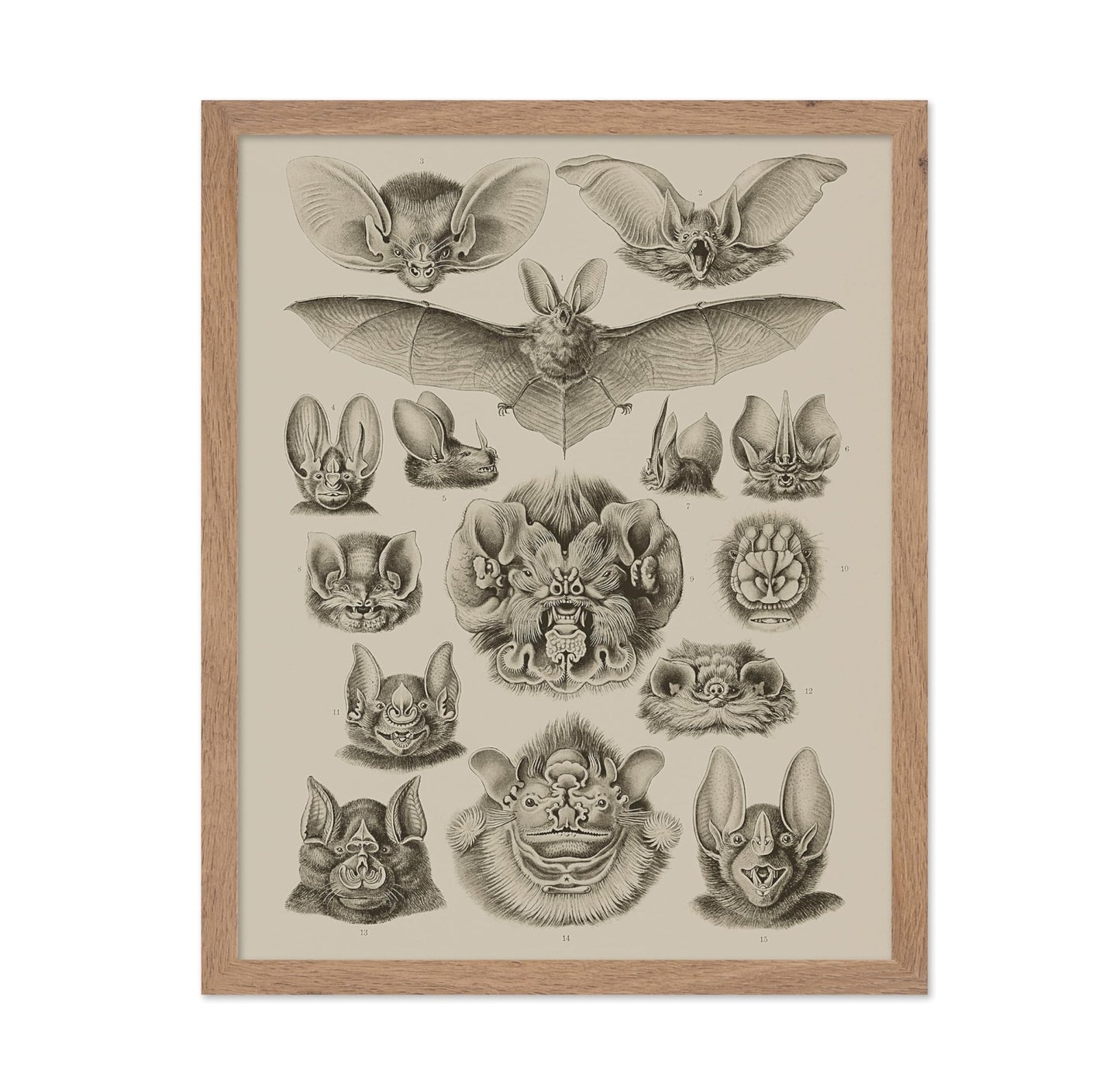 Bat Species