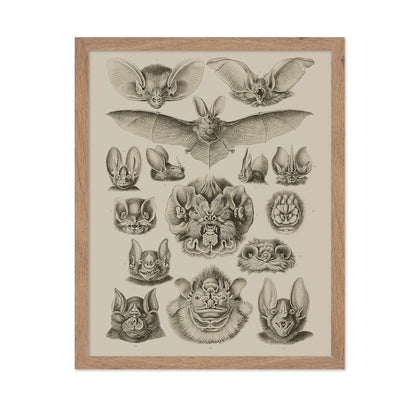 Bat Species