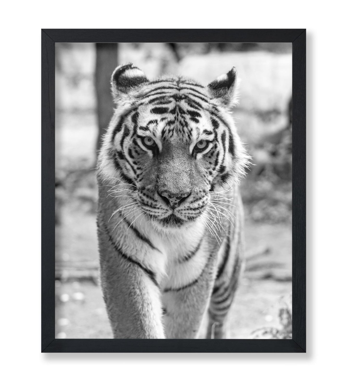 Tiger Portrait