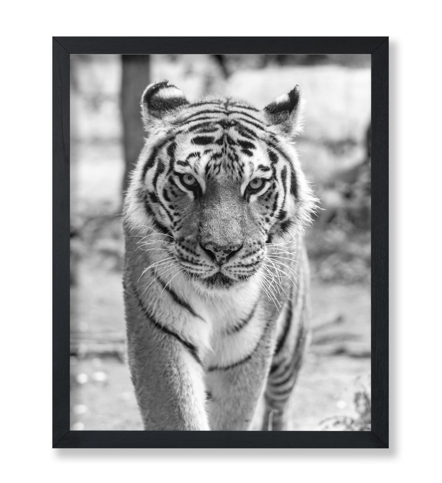 Tiger Portrait