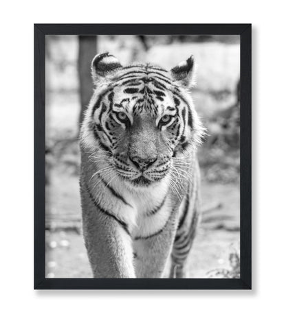 Tiger Portrait