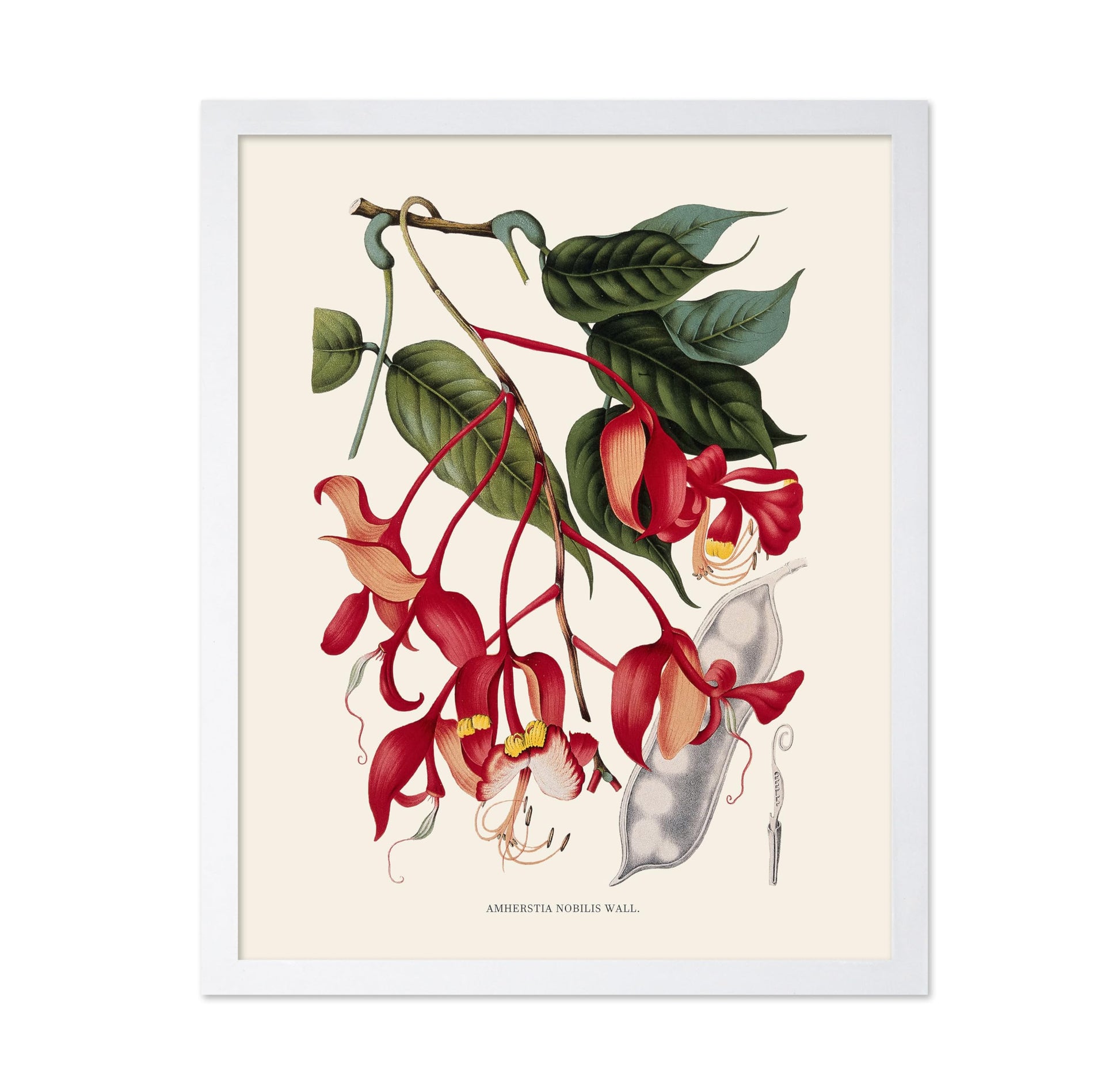 Amherstia Nobilis