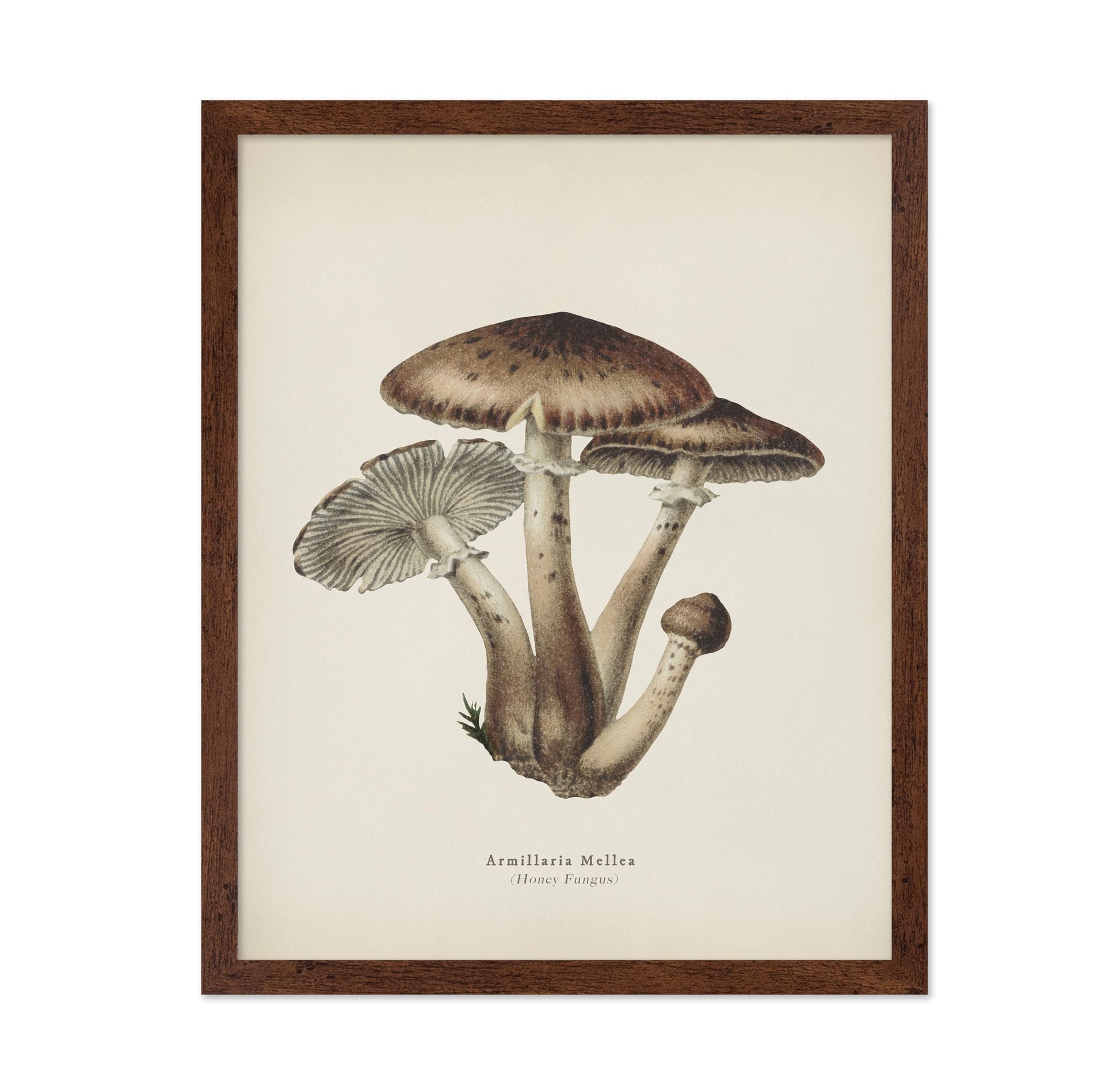 Honey Fungus
