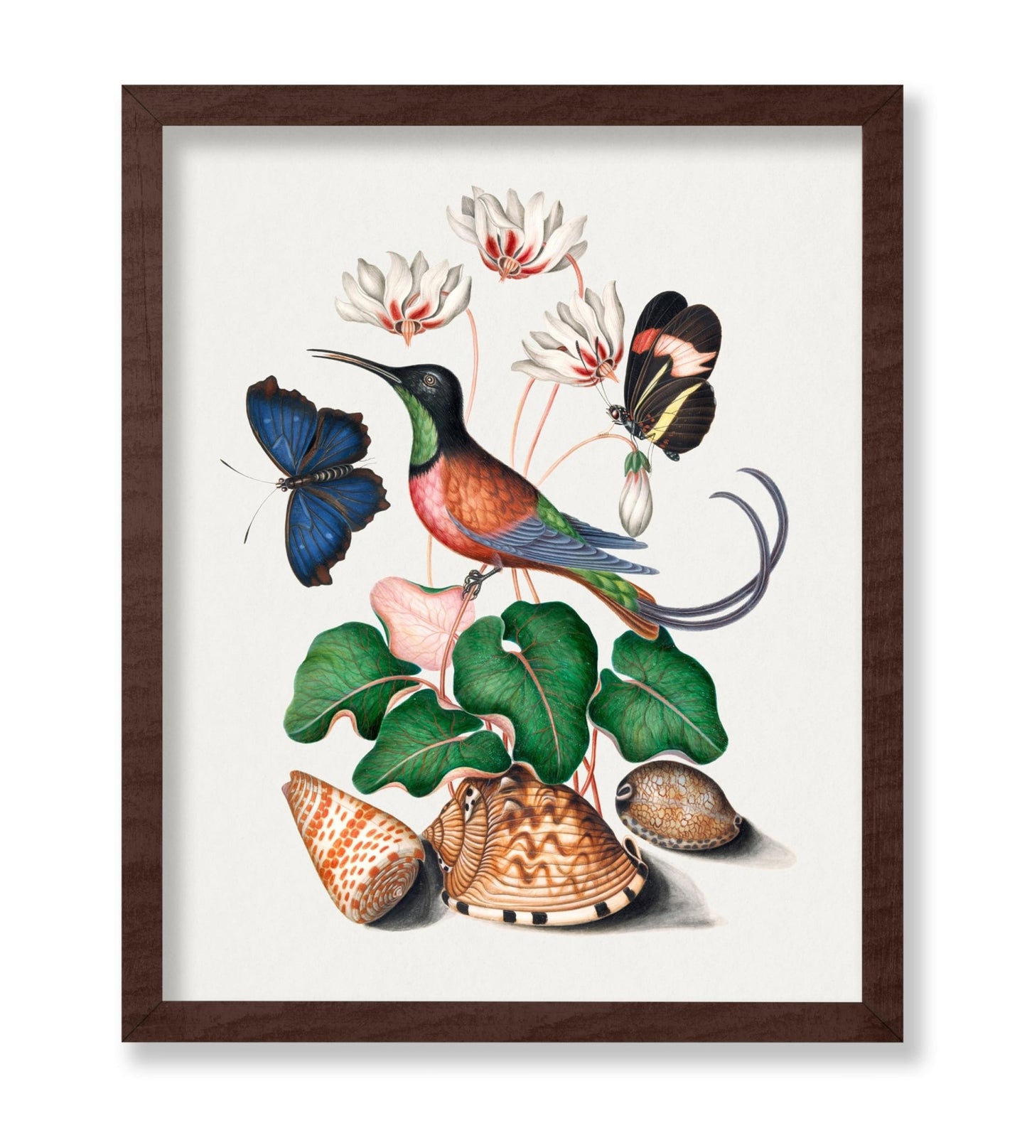 James Bolton - Hummingbird and Butterfly Illustration